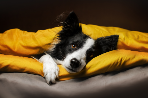 Pet